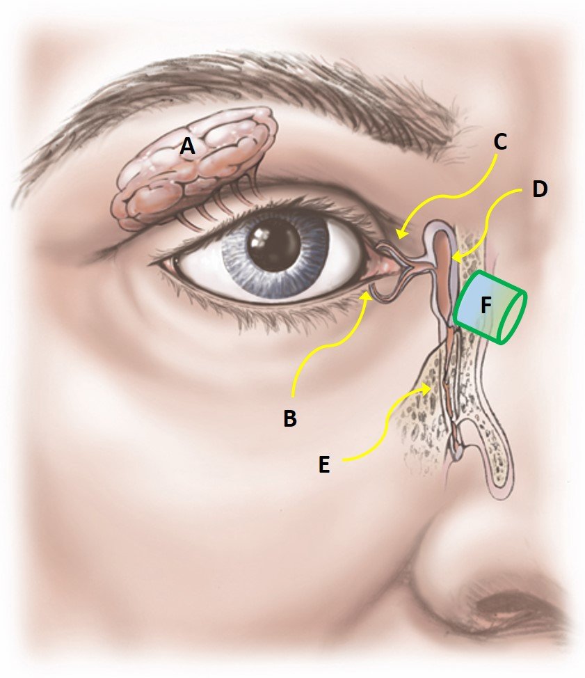 Lacrimal anatomy